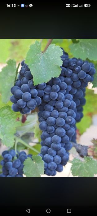 Struguri de vin direct din Vrancea