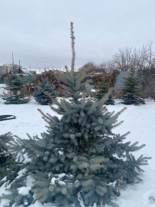 Ели голубые , самовывоз