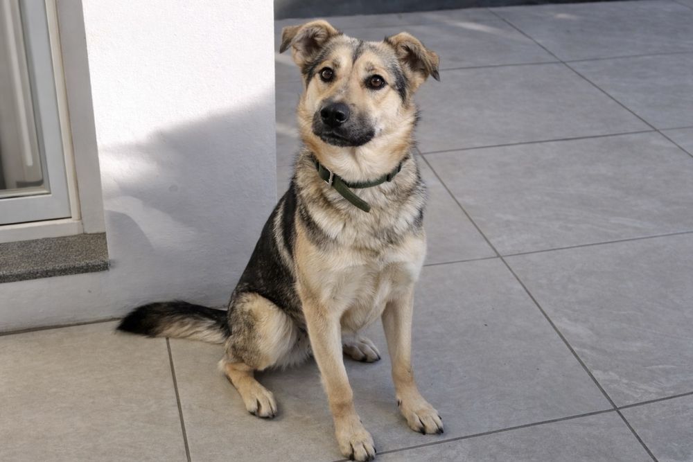 Собака Стелла — тихое счастье рядом