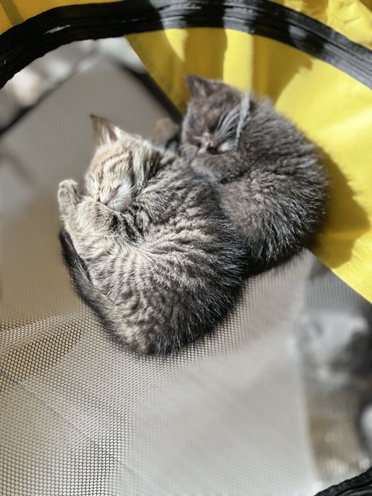 Отдам котят даром