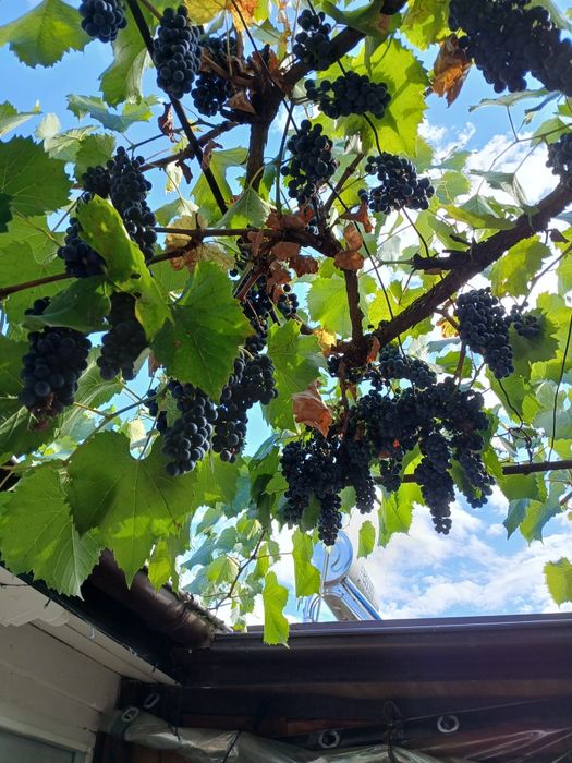Vând struguri de vin