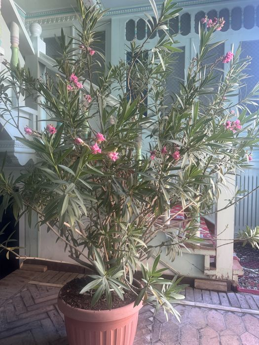 Sambit 5 ta kotta garshokda