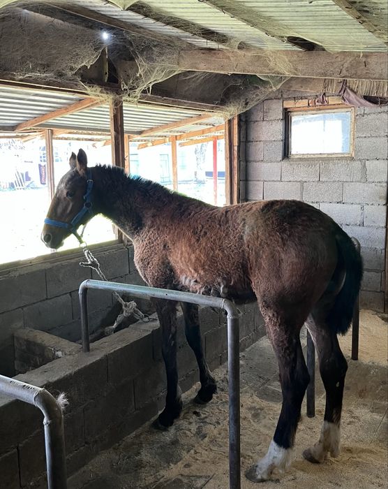 тай,жабагы, жеребчики