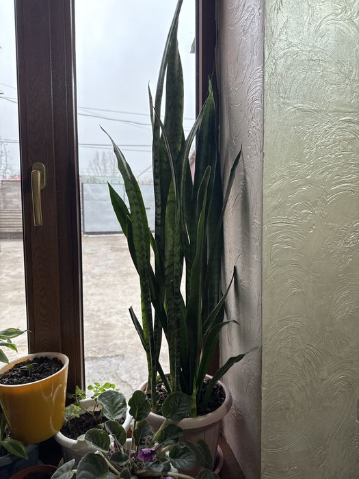 Комнатные цветы…