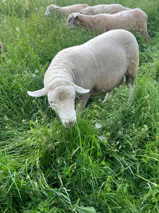 Berbec texel de vânzare