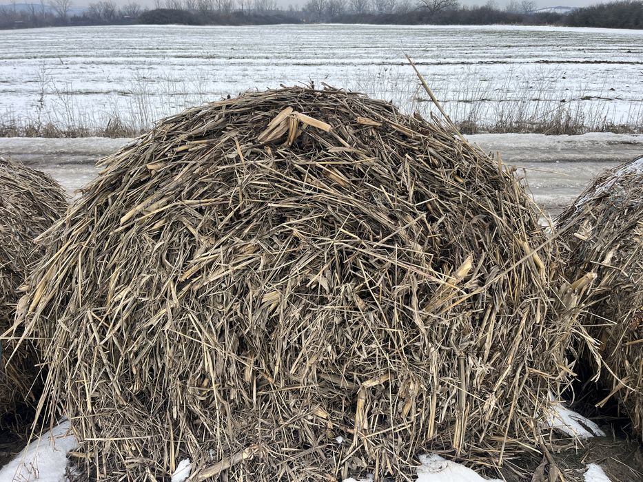 Balot tulei cu iarba de sudan