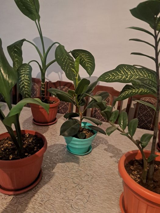 Продам комнатные цветы