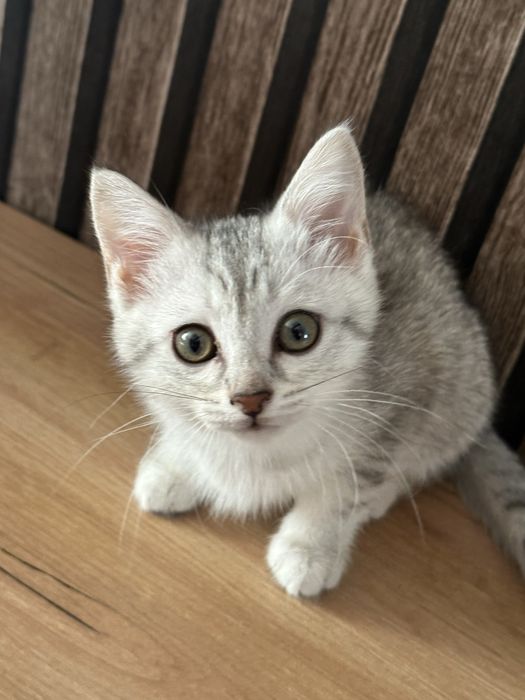 Отдам котят в любящие руки