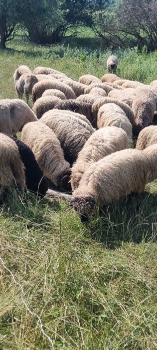 Vand miei turcani