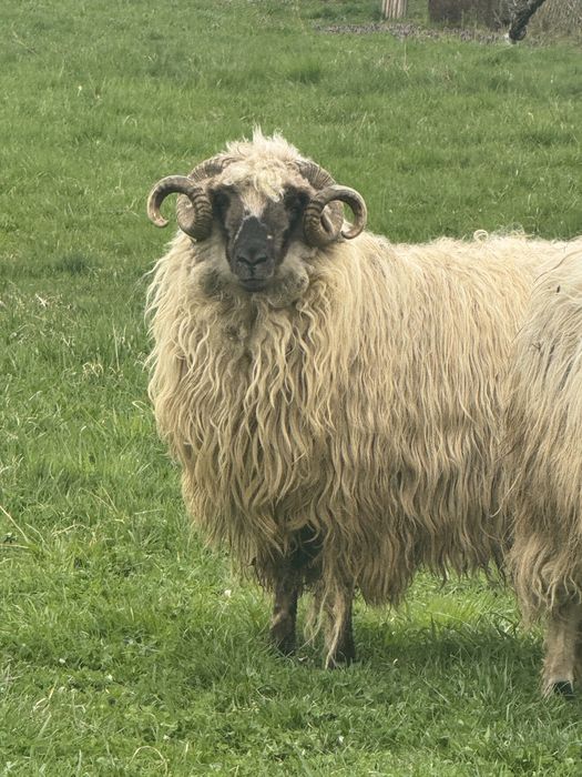 vand oi si berbeci vi sau taiate