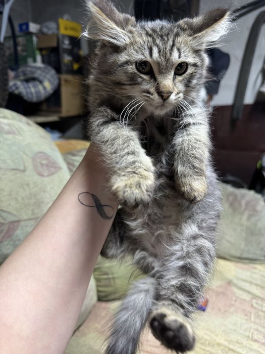 Отдам котенка в хорошие руки