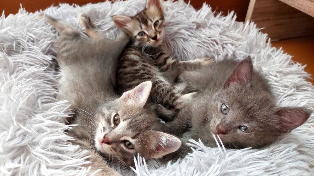 Котята в добрые руки