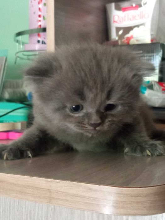 Отдам котят в хорошие руки ,