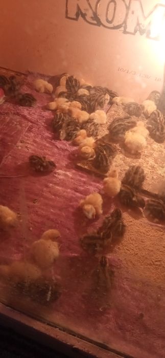 Бедана японманжур ва белый гигант бир кунлик жожалар