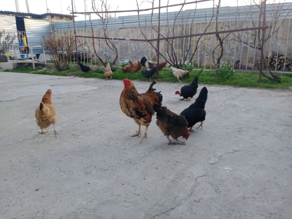 Пехут домашный 1,5год Активный