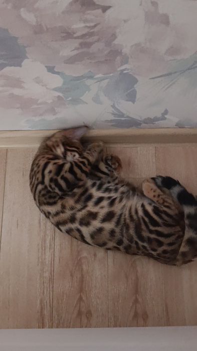 Бенгальский котёнок