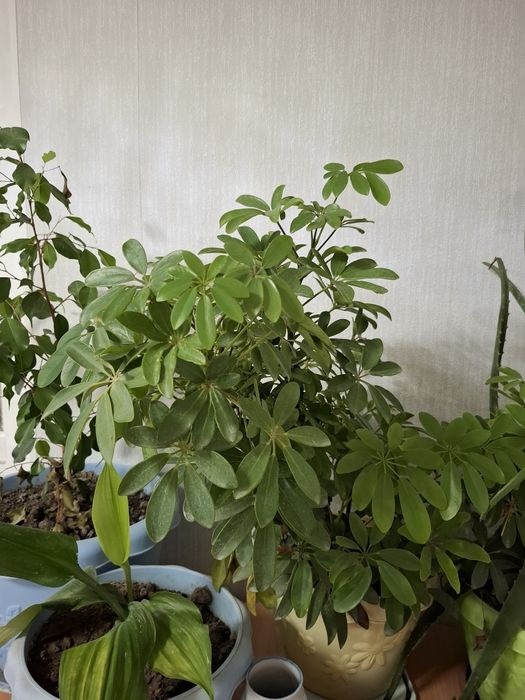 Продам цветы домашние.