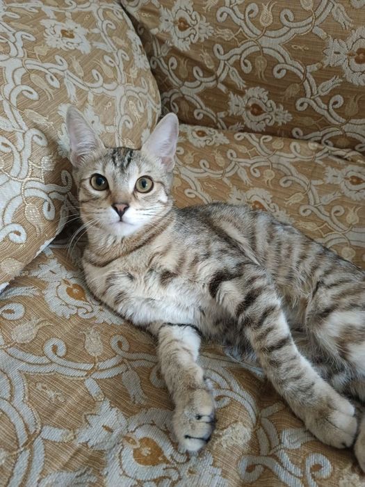 Отдам котенка в добрые руки