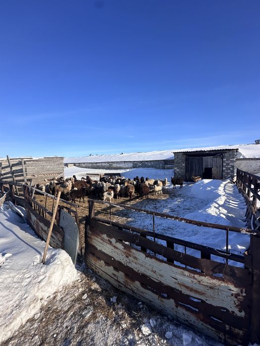 ПРОДАМ БАЗУ животноводство растеневодство