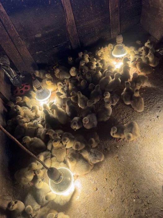 Продавам малки гъсета