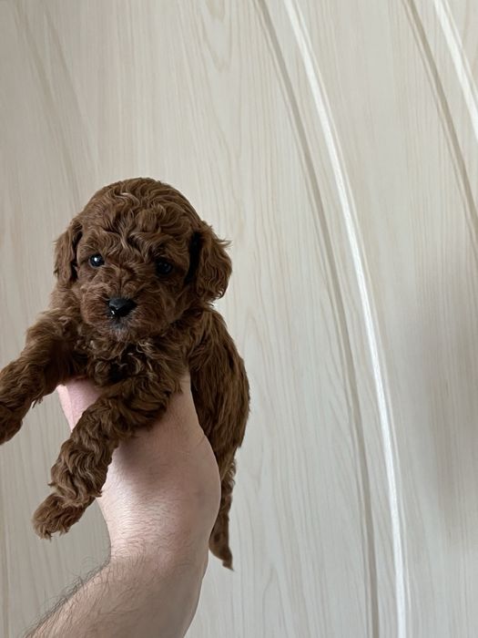 Той Пуделчета мини мини