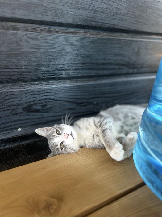 Умнейший мальчик 4 мес ищет семью