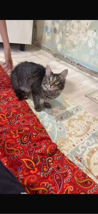 Кошки домашный живот