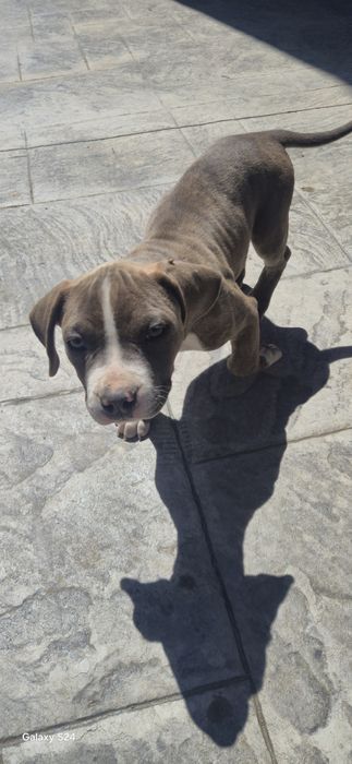 Женски питбул на 3месеца