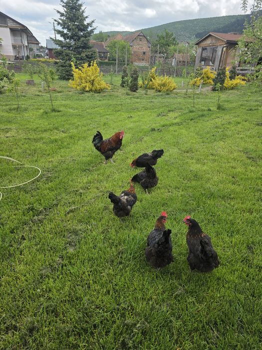 Vand Familie Marans Aramiu 2025  5+1