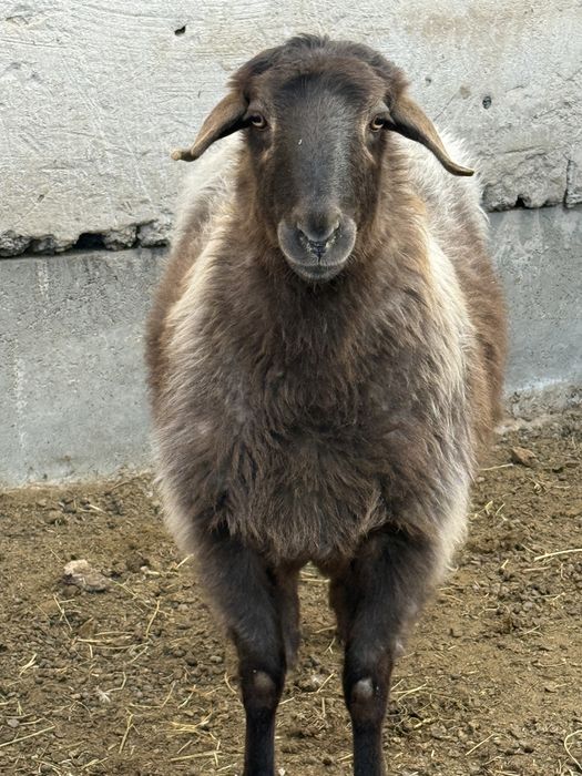 1 кошкар, 1 кой сатылады