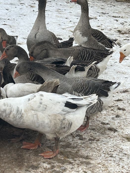 Продаю гусей крупных серых