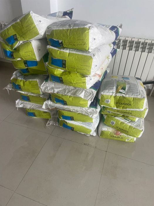 Семена кукурузы очень урожайный