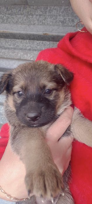 Продам щенят немецкой овчарки