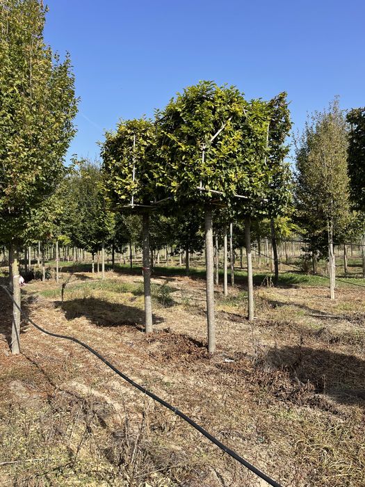 Carpinus cub. catalpa nana.