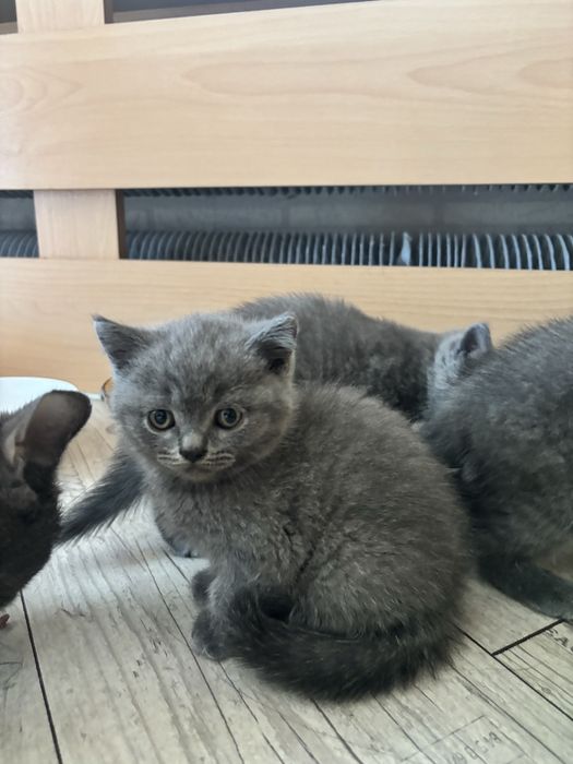 Чистокръвни британски късокосмести котенца