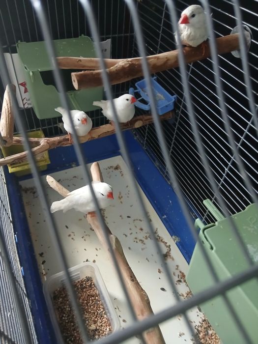 Vânzare papagali Rosela și Nimfe