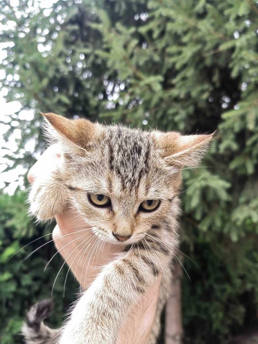 Dau spre adoptie 3 pui de pisica varsta 2 luni