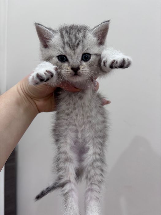 Котята Скотиш страйт