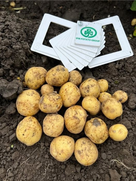 Продаём семена подсолнечника