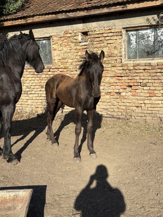 De vanzare manz friz