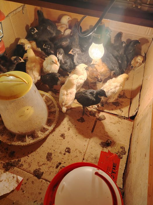 Puisori, intre o zi si o luna!