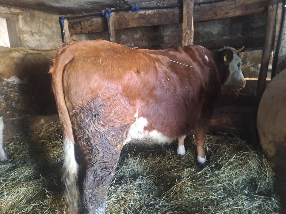 Juninci  la schimb cu angus sau de vânzare