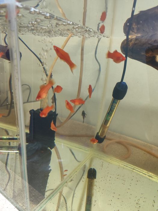 Продам Меченосцев!