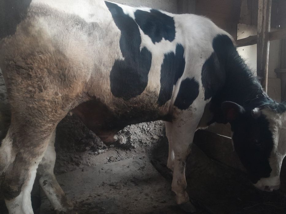 Продам 2 быков по 700-800к