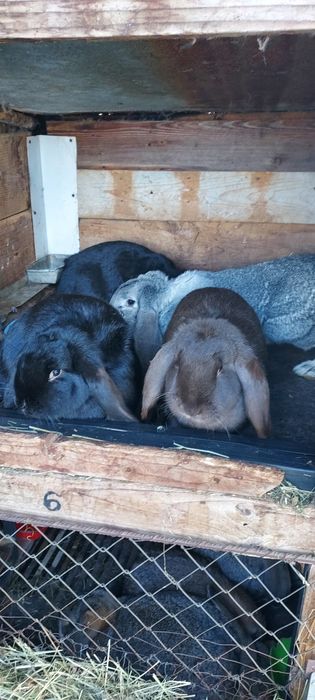 Iepuri din rasa berbec german