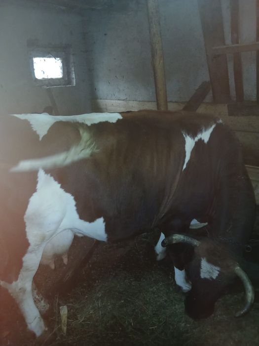 Vind vaca buna de lapte