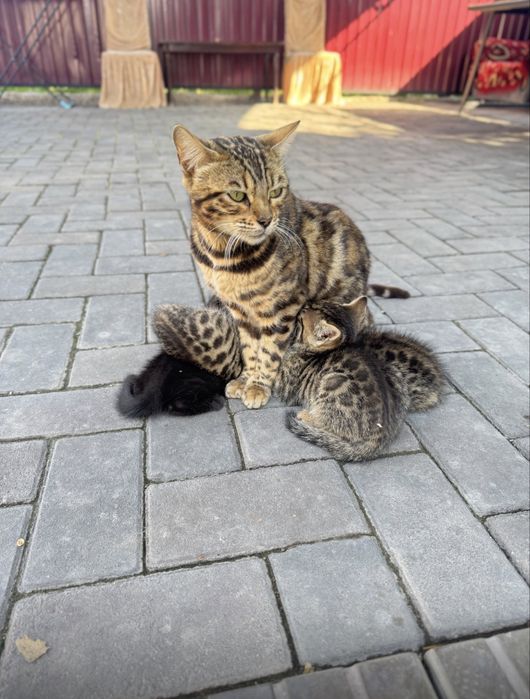 Котята
