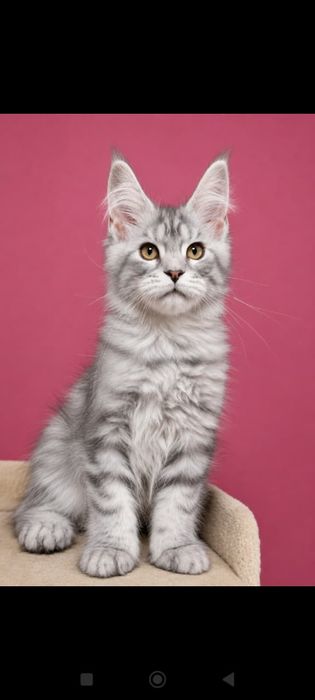 Котята Мейн-куны