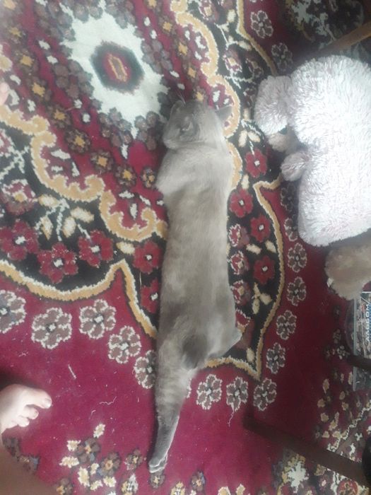 Пропал кот в районе Флагмана