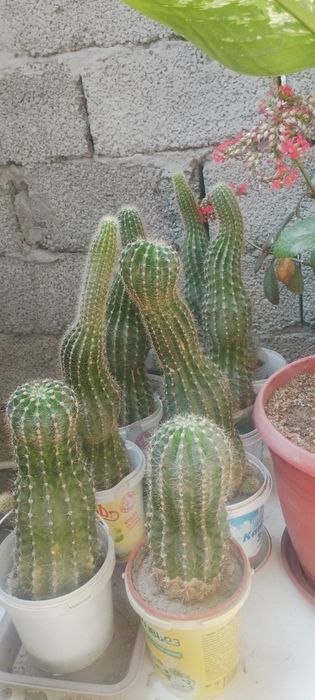 Ofis va uy uchun gullar